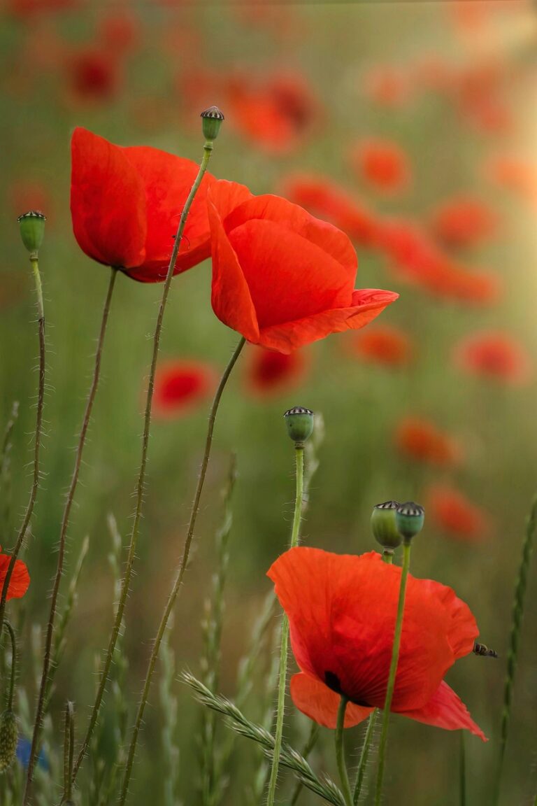 poppies, flower background, red poppies, red flowers, flower wallpaper, beautiful flowers, meadow, grass, flowers, nature, flora