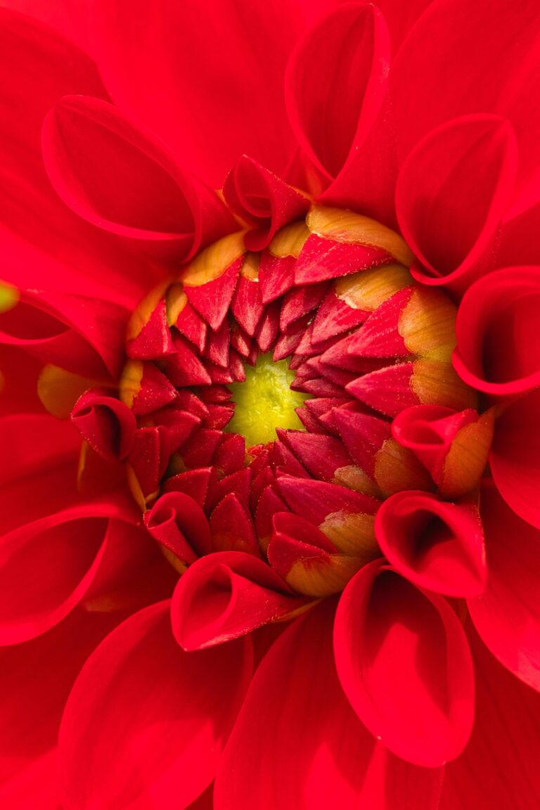 dahlia, flower, plant, flower wallpaper, petals, flower background, bloom, blossom, nature, closeup, wildlife, flora, garden, beautiful flowers, autumn, red