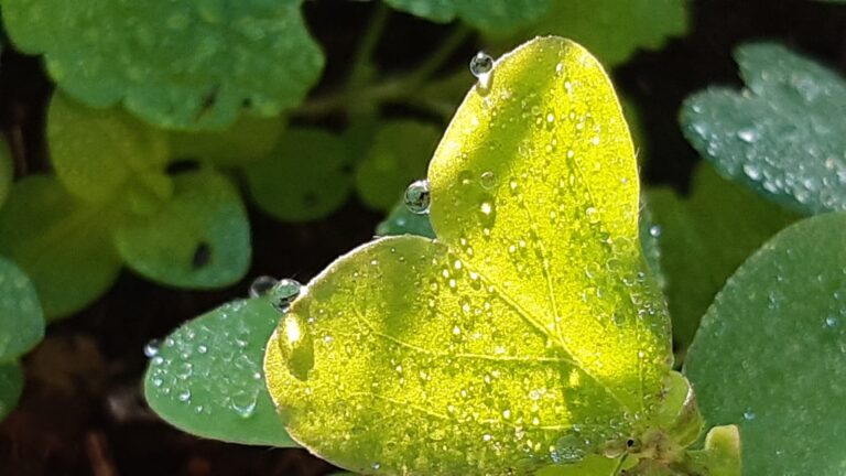 Feuilles avec des gouttes de rosée pour illustrer le paragraphe Parce que le corps parle du site de Sylvie Devoucoux, thérapeute à Antibes