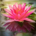 Phot de lotus pour illustrer le témoignage de Céline Maréchal au sujet des soins énergétiques de Sylvie Devoucoux