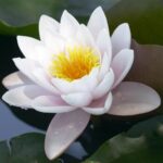 Témoignage de Christine Bezzina au sujet de soins énergétiques de Sylvie Devoucoux