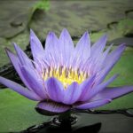 Lotus de couleur violette pour illustrer un témoignage